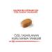 Royal Canin Maltese Bichon Maltais Dog Food 1.5 Kg - Buy Online on GoSupps.com