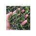 Drug-free Market Medicinal Mint / 50 gr. - Buy Online on GoSupps.com