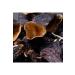 Chickpea Market Dried Eggplant - 1 Bunch - Buy Online on GoSupps.com