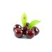 DAYE HATUN Cherry Stalk Vinegar (Natural Fermented Live Vinegar / Nat. Ferm. / 500 Ml) - Buy Online on GoSupps.com