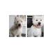 Stylish exculusive pet cosmetics Anti-hair Loss Keratin Shampoo for Dogs and Cats 250 ml - Buy Online on GoSupps.com
