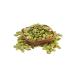 Organic Bitkim Pumpkin Seeds Raw 500 gr - Buy Online on GoSupps.com
