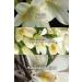 Avon Far Away Body Lotion 125 Ml. Set of 10 - Buy Online on GoSupps.com