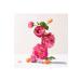 Roger&Gallet ROSE Rose Wellbeing Body Lotion Italian Mandarin - Damask Rose - Musk 250 ML - Buy Online on GoSupps.com
