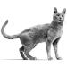 Royal Canin Veterinary Skin & Coat for Neutered Cats | 1.5 kg | Support Skin Health & Hair Loss Solutions - Buy Online on GoSupps.com