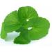 Fresh Vallarai Leaves Bunch | Single Bunch | Vallarai Keerai | Gotu Kola | Green leafy | Healthy | Used Cooking for Juice & Soup etc.. | Approx 200G - Buy Online on GoSupps.com