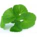Fresh Vallarai Leaves Bunch | Single Bunch | Vallarai Keerai | Gotu Kola | Green leafy | Healthy | Used Cooking for Juice & Soup etc.. | Approx 350 to 400| Next Day shipping By SeelansG - Buy Online on GoSupps.com