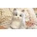 Memorable Pets Cat Plush Tabby Therapy Doll - Ideal Gift for Normal Aging Memory Loss & Caregivers - Soft Gray Comfort - Buy Online on GoSupps.com