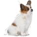Royal Canin X-SMALL Puppy | 500g | Dry food for very small breed puppies | May contribute to the normal functioning of the immune system | With omega-3 - Buy Online on GoSupps.com