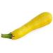 5.6g Organic Golden Zucchini Seeds 40ct Yellow Bush Summer Squash - Buy Online on GoSupps.com