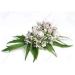 Wildcrafted Valerian Root Cut 4oz - Premium Valeriana Officinalis Herb Shoppe Bulk - Buy Online on GoSupps.com