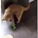 Purrs Wiggly Wormz attachment- Fits PurrSuit Frenzy & DaBird wand Cat Toys - Buy Online on GoSupps.com