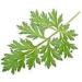 Sagewort Leaf in 100 g Bag Ideal for Herbal Tea - Buy Online on GoSupps.com