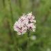 Wildcrafted Valerian Root Cut 4oz - Premium Valeriana Officinalis Herb Shoppe Bulk - Buy Online on GoSupps.com