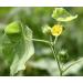 CROV ISTA AYURVEDA Atibala Leaf Powder (Abutilon indicum) Kangi Powder Indian Mallow - 200 g - Buy Online on GoSupps.com