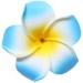Calcifer 30pcs 1.97'' Hawaiian Plumeria Flower Clips for Bridal Wedding Party Beach Hair - Shop Now! - Buy Online on GoSupps.com
