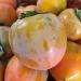 Organic California Hachiya Persimmons - 5 lbs | Fresh & Natural - Buy Online on GoSupps.com