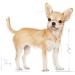 Royal Canin Chihuahua Adult | 1.5 kg | Dry food for adult chihuahuas | To support stool quality and dental health | High acceptance - Buy Online on GoSupps.com