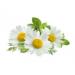 Organic Calendula Baby Oil 3-Pack - Soothing Massage Bath Oil for Baby Sleep & Dryness - Lavender, Chamomile, Jojoba - Mambino Organics - Buy Online on GoSupps.com
