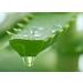 Petitfee Artichoke Soothing Hydrogel Eye Patch - Hydrate & Soothe Dark Circles | International Shipping Available - Buy Online on GoSupps.com