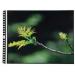 ProFolio by Itoya Art ProFolio PolyGlass Refill Pages - 10-Pack | Portrait | 8.5 x 11 Inches - Buy Online on GoSupps.com