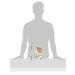365 by Whole Foods Market Organic Low Sodium Vegetable Broth 32 Fl Oz - Buy Online on GoSupps.com
