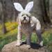 Midlee Small White Bunny Ears for Dogs with Tail - Adorable Costume Accessory - Buy Online on GoSupps.com