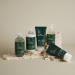 Paul Mitchell Travel Size Tea Tree Lemon Sage Thickening Shampoo 2.5 oz - Transform Your Style with the Best Innovation Today! - Buy Online on GoSupps.com