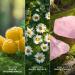 Marc Jacobs Daisy Love Eau So Sweet Eau de Toilette 3.3 oz - Discover Premium Quality Shop now! - Buy Online on GoSupps.com
