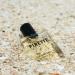 Discover Pirette Fragrance Oil Rollerball 0.5 oz - Elevate Your Style Instantly! - Buy Online on GoSupps.com
