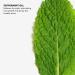 Sunday || Sunday Peppermint Essential Oil 1.0 oz - Discover Premium Quality Shop now! - Buy Online on GoSupps.com