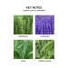 Discover NEST New York Cedar Leaf & Lavender Classic Candle 8.1 oz - Elevate Your Style Instantly! - Buy Online on GoSupps.com