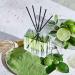 NEST New York Lime Zest & Matcha Reed Diffuser 5.9 oz - Transform Your Style with the Best Innovation Today! - Buy Online on GoSupps.com