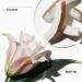 Discover Clinique Clinique My Happy Lily of the Beach 0.5 oz - Elevate Your Style Instantly! - Buy Online on GoSupps.com