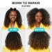 Carol's Daughter Born To Repair Nourishing Conditioner With Shea Butter 11.0 oz - Discover Premium Quality Shop now! - Buy Online on GoSupps.com
