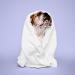 Discover Paul Mitchell Pet Calming Lavender Mint Shampoo 16.9 oz - Elevate Your Style Instantly! - Buy Online on GoSupps.com