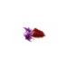 Elit Warehouse Saffron Original Iran (1ST QUALITY) 2 gr - Buy Online on GoSupps.com