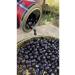OLIVE MAIN Olives 3 Pieces 2 Kg Gemlik Olives (XL) - Buy Online on GoSupps.com