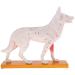 Anatomical Dog Model Acupuncture Anatomy Acupuncture Point Model of The Dog Body Animal with 72 Acupuncture Points