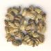 Organic Angelica Seeds - 100g | Dragonspice Naturwaren | International Shipping - Buy Online on GoSupps.com