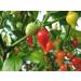 Red Biquinho Pepper Capsicum chinense 100 semi Brazilian Heirloom Pepper - Buy Online on GoSupps.com