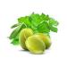 Cucina Coriander & Olive 33.8 oz Hand Wash Refill - Purifying Formula - 1 Pack - Buy Online on GoSupps.com