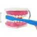 EVOTECH SCIENTIFIC Dental Care Model - Giant Toothbrush 32 Teeth | Ideal Children's Dental Education Tool - Buy Online on GoSupps.com