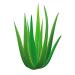 P RDOUX CPAP Mask Wipes - Aloe Vera 70 Count Canister - Gentle Cleaning for Sleep Apnea Care - Buy Online on GoSupps.com