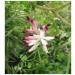 Fumeterre Plant 250 g Powder Fumaria officinalis - Buy Online on GoSupps.com