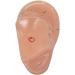 wemee English Version Ear Acupuncture Earpins Model Model Auricular Application Model Ear Acupuncture Points Model - Buy Online on GoSupps.com
