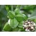 Amman Pacharisi | Euphorbia Hirta Powder | 100% Pure and Natural | Chemical Free | Non-GMO | No Added Preservative | Direct Source from Farmers in India (1500 GM) 1 Ounce (Pack of 1) - Buy Online on GoSupps.com