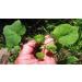 CROV ISTA AYURVEDA Atibala Leaf Powder (Abutilon indicum) Kangi Powder Indian Mallow - 200 g - Buy Online on GoSupps.com