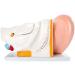 Human Ear Anatomy Model 5 Times Life Size 6 Part Ear Model Anatomical Structure Detachable Medical Training Support - Buy Online on GoSupps.com