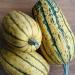 Aamish 10 semi di frutta anguria Zucchero Baby - Buy Online on GoSupps.com